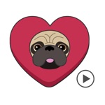 Download Pug Love Animated Dog Stickers app
