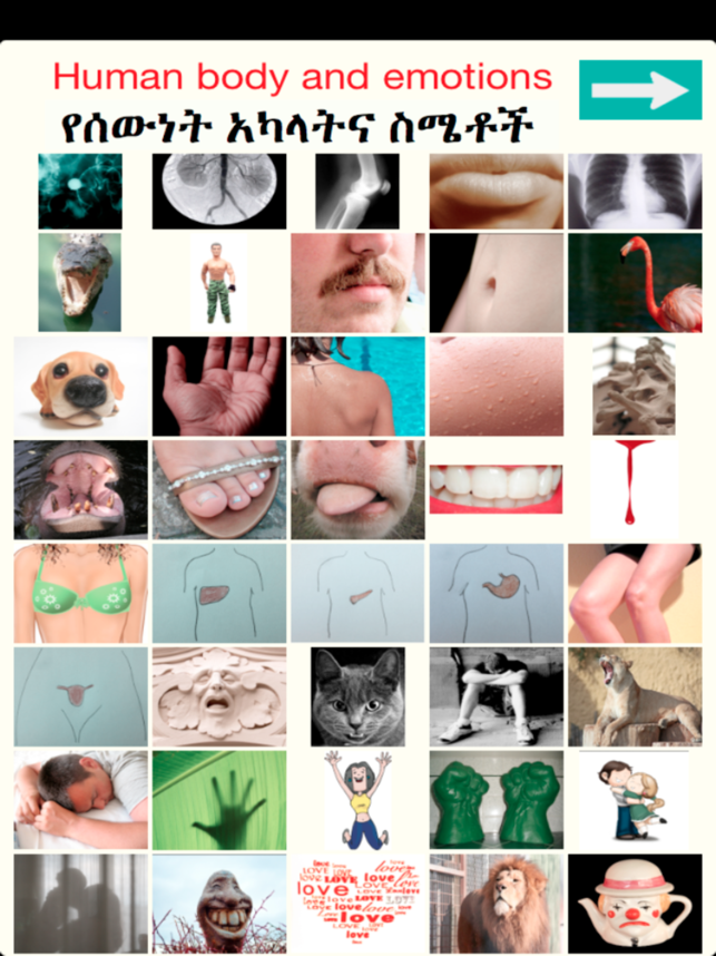 Human Bodyparts in Amharic