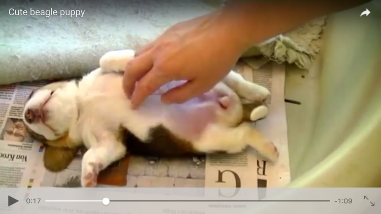 CatDogTube screenshot-3