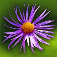 Fleurs en poche HD pour PC