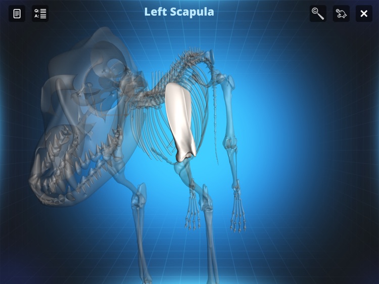Bone Viewer - Dog Skeleton