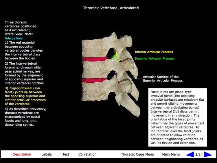 Gross Anatomy of the Skeleton