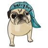 Buzzy Boy a Cute Pug Dog Sticker