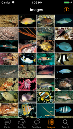 Marine Fish Great Barrier Reef(圖5)-速報App