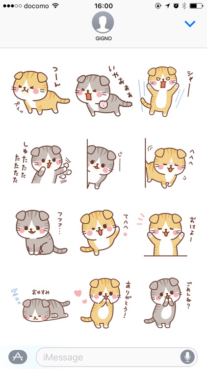 Fluffy Scottish Fold