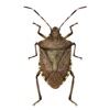 Midwest Stinkbug Assistant