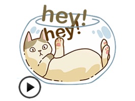 Living life of a cat, why not