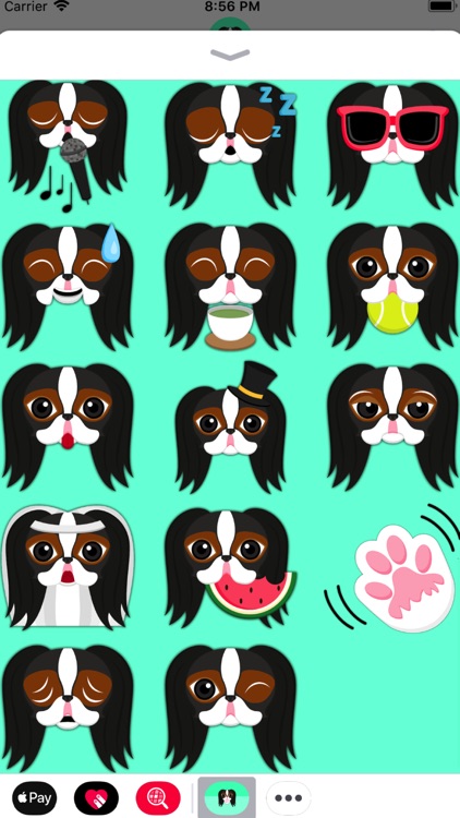 Tri Color Japanese Chin