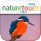 Identify live bird songs: by song or by appearance