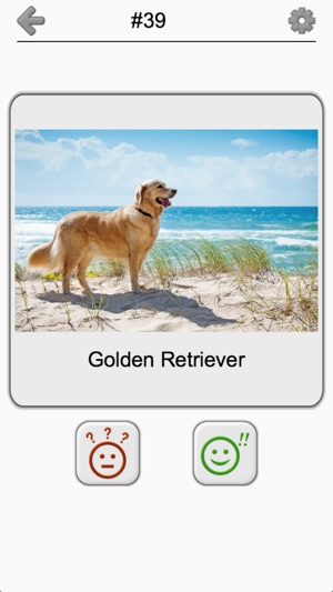 Dogs Quiz: Photos of Cute Pets(圖5)-速報App