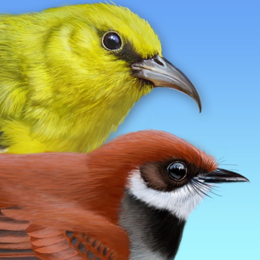 iBird Hawaii & Palau Guide Icon