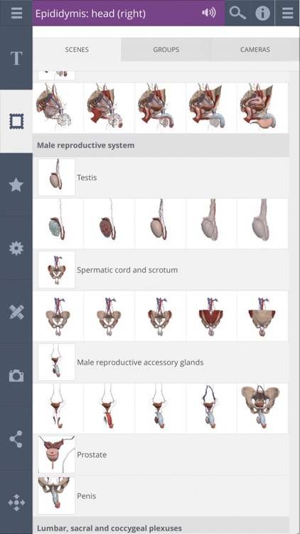 Male Pelvis: 3D Real-time
