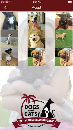 Dogs & Cats of the DR(圖4)-速報App