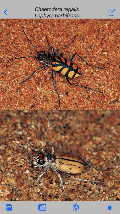 Insects of South Africa screenshot-4