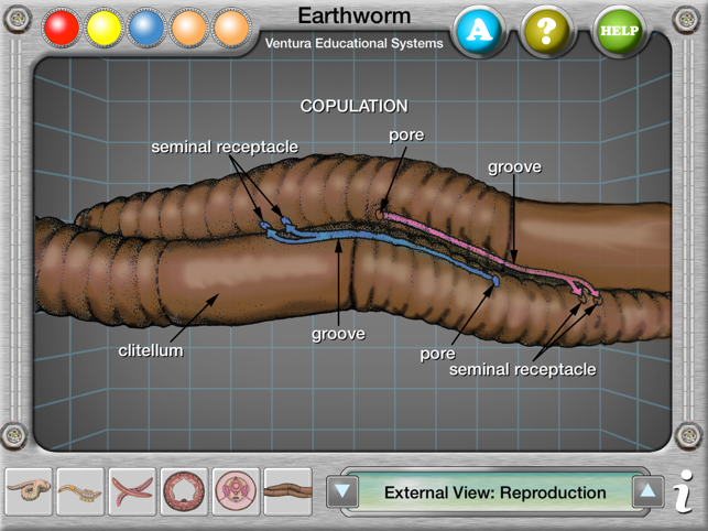 Earthworm Anatomy(圖5)-速報App
