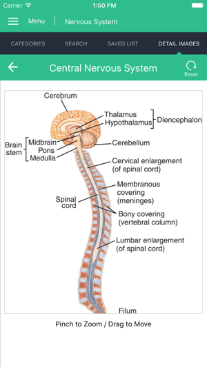 Nervous System Reference Guide(圖5)-速報App