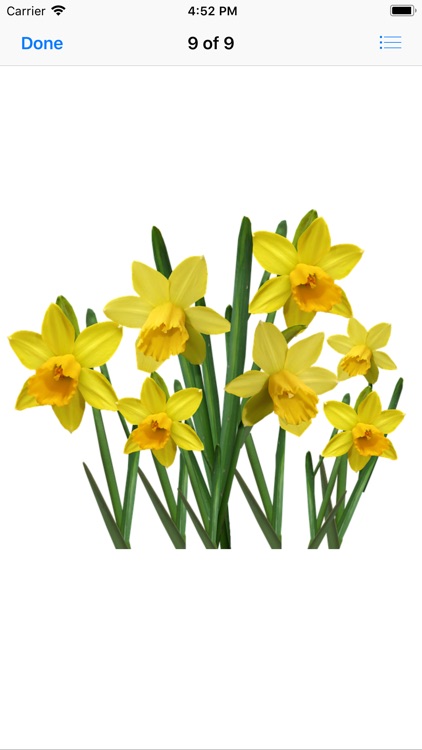 Daffodil Sticker Pack screenshot-9