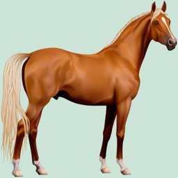 Horse Breeds Quizzes