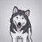 New Malamute Dog Stickers and Emojis Pack