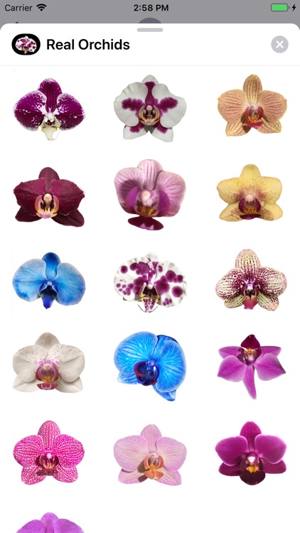 Real Orchid Stickers