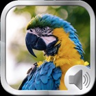 Top 38 Entertainment Apps Like Birds Sounds and Music - Best Alternatives