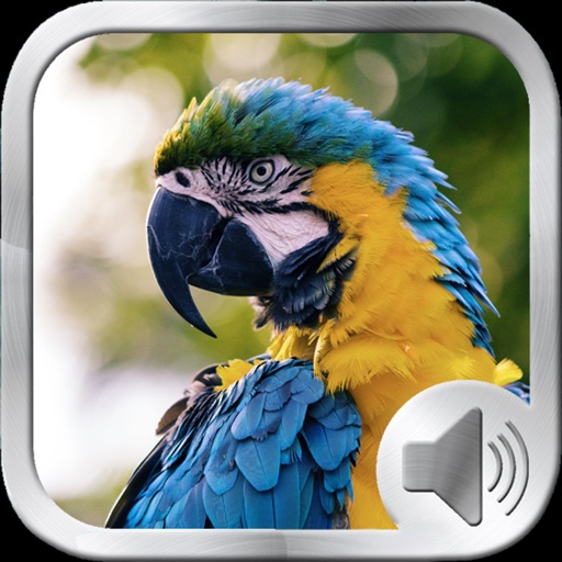 Birds Sounds and Music Icon