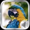 Natural and Original Bird Sounds