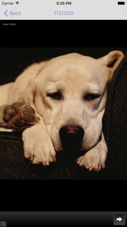 Dog Breeds - for dog lovers - screenshot-4