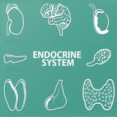 Activities of Endocrine System Biology Quiz