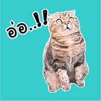Oh My Cat Animated Stickers pour PC