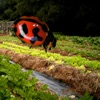 Insects & Organic Gardening
