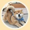 Funny Akita-Inu Stickers