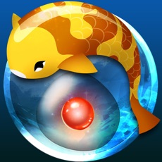 Activities of Zen Koi