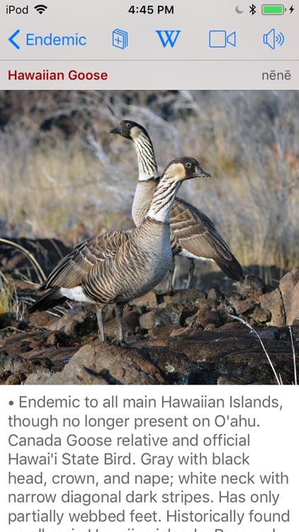Bird ID Hawaii for iPhone screenshot-3