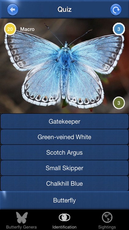 Butterfly Id - UK Field Guide screenshot-3