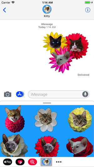 Kitty Bouquet(圖2)-速報App