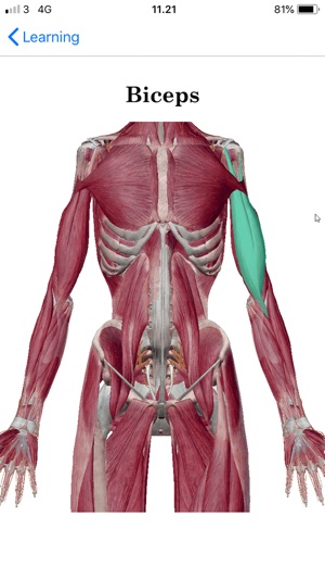 Stus Anatomy Flashcards(圖3)-速報App