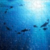 Discovery Under the Sea - Jigsaw Puzzles HD