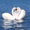 Love Birds wallpaper