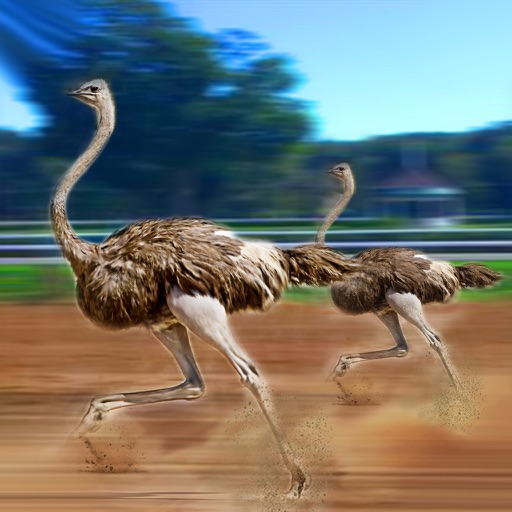 Ostrich Racing 3D Simulator icon