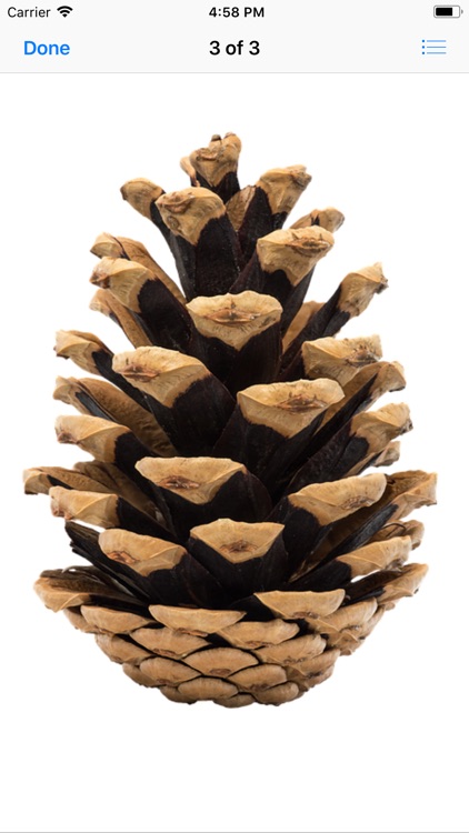 Pine Cone Stickers screenshot-3