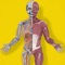 Inside the Human Body, an interactive human body & anatomy game for kids