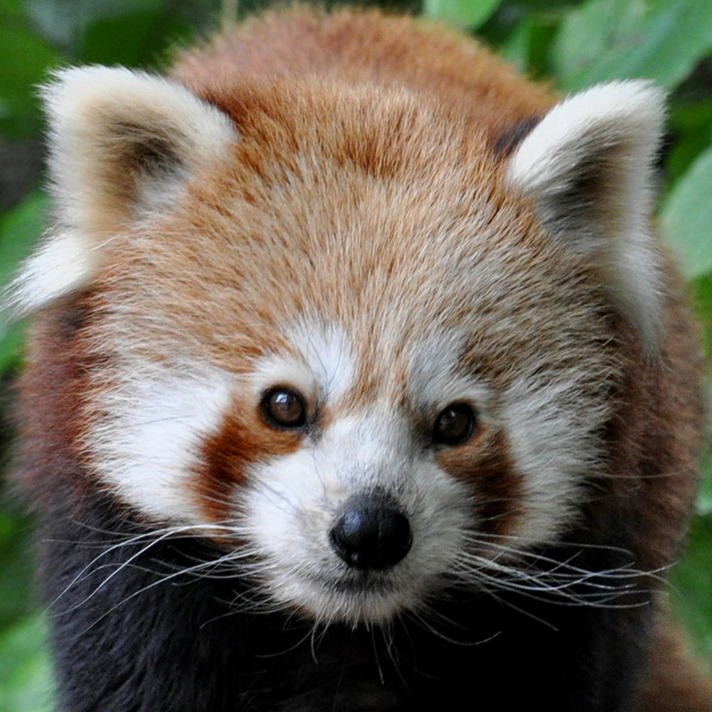 Get Memory Games with Nuremberg ZOO FREE for preschool children, schoolchildren and adults for iOS, iPhone, iPad Aso Report