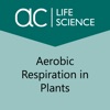 Aerobic Respiration in Plants