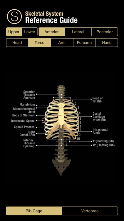 Human Skeleton Reference Guide