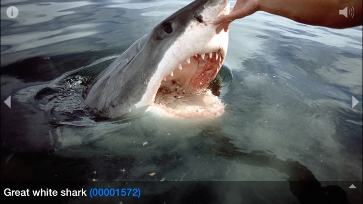 Sharks © Jostimages