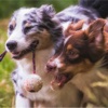 Yellowstone Aussies