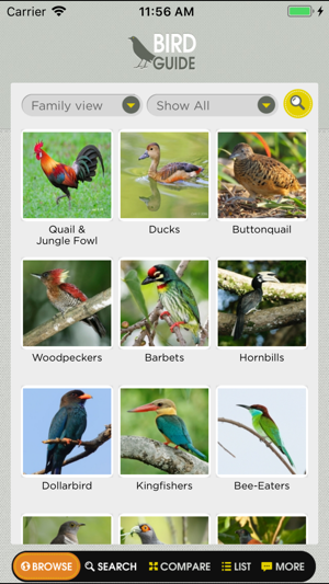 Birds of Singapore(圖3)-速報App