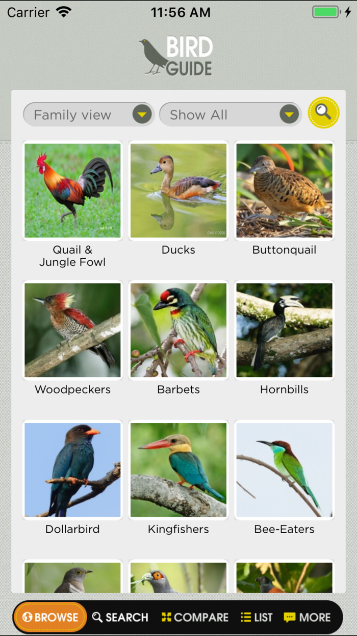 Birds of Singapore