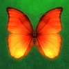 Pop Butterfly